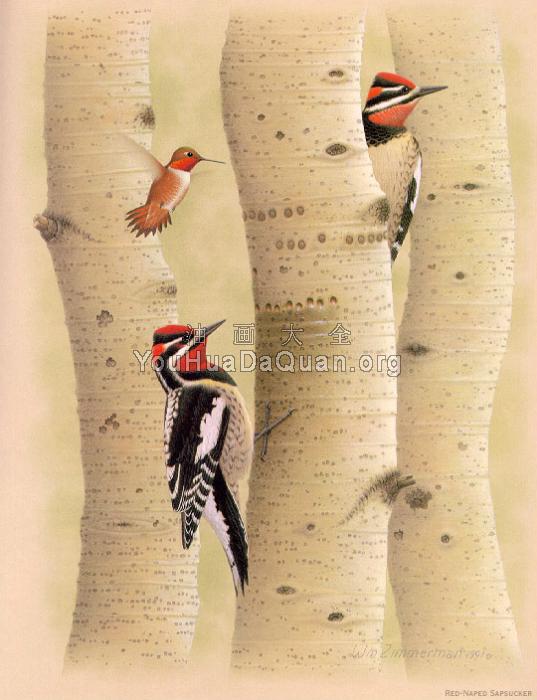 Red-napped Sapsucker - 威廉·齐默曼